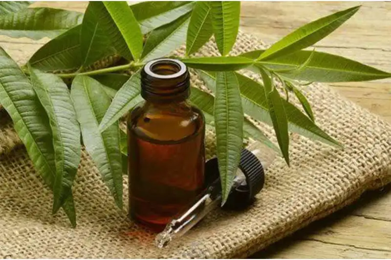 خرید روغن درخت چای