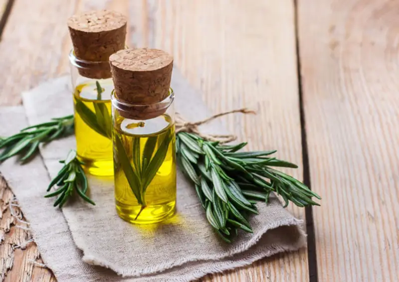 خرید روغن رزماری