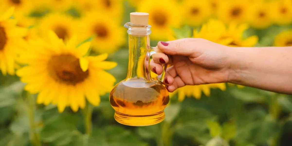 طرز تهیه روغن آفتابگردان خالص و باکیفیت