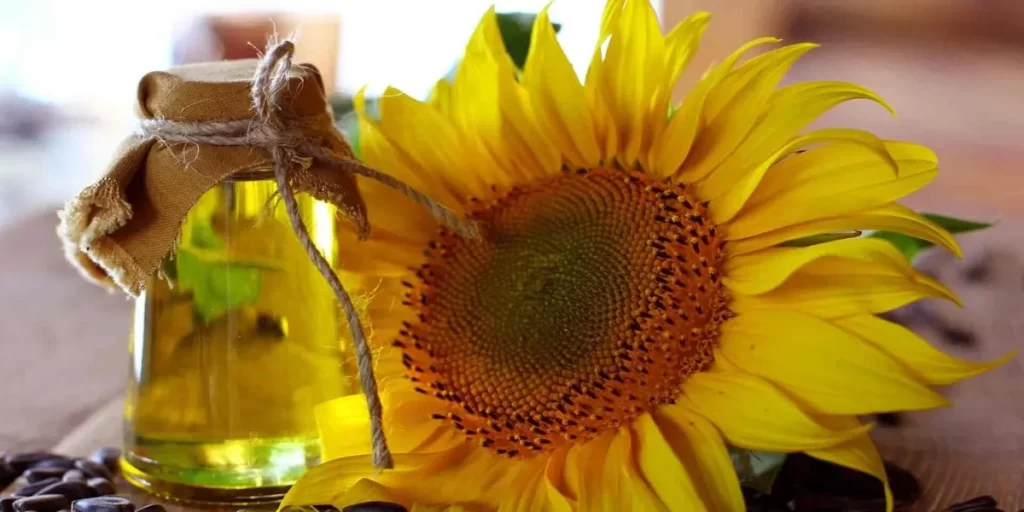 طرز تهیه روغن آفتابگردان خالص و باکیفیت|طرز تهیه روغن آفتابگردان|طرز تهیه روغن آفتابگردان|طرز تهیه روغن آفتابگردان خالص و باکیفیت