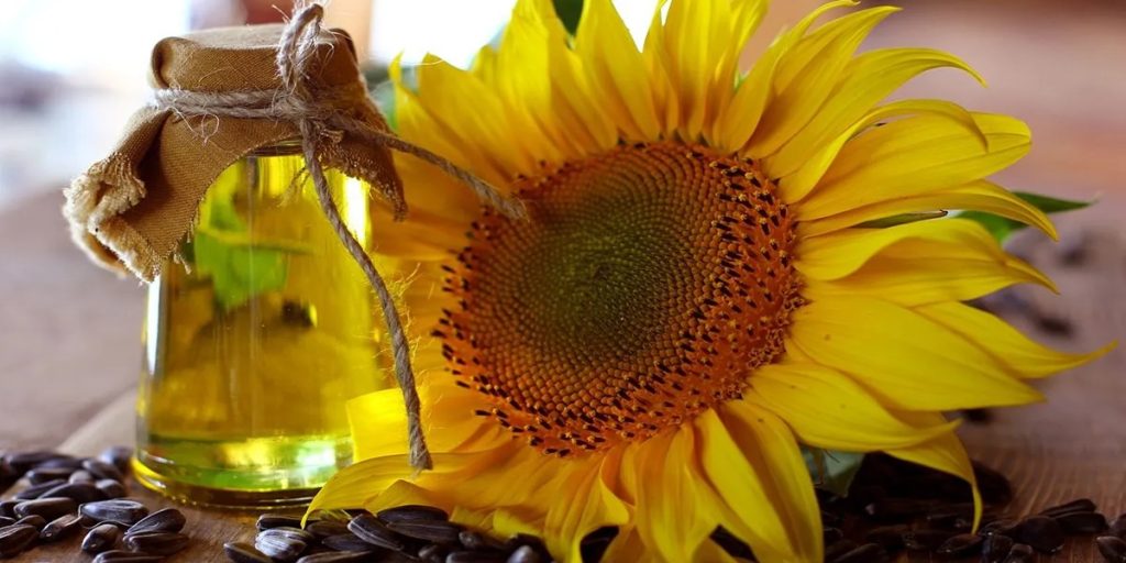 روغن آفتابگردان از ساقه|روغن آفتابگردان از ساقه|