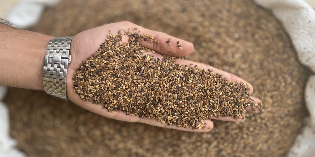 انواع کنجد شسته شده||