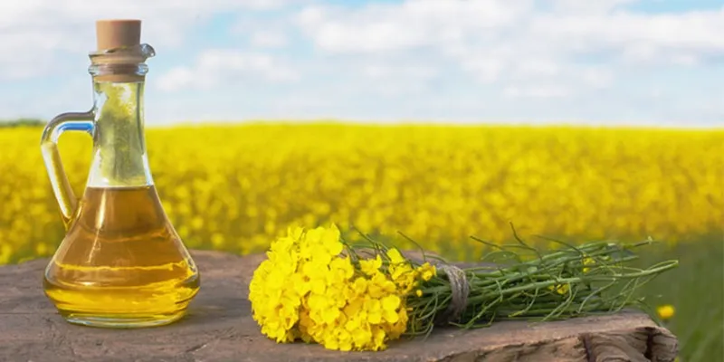 روغن کلزا بهتر است یا کنجد|روغن کلزا بهتر است یا کنجد