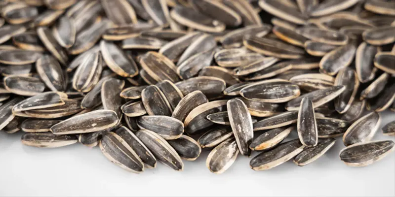 تخمه باکیفیت|تخمه باکیفیت