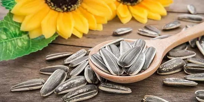 خواص تخمه آفتابگردان برای لاغری|خواص تخمه آفتابگردان برای لاغری