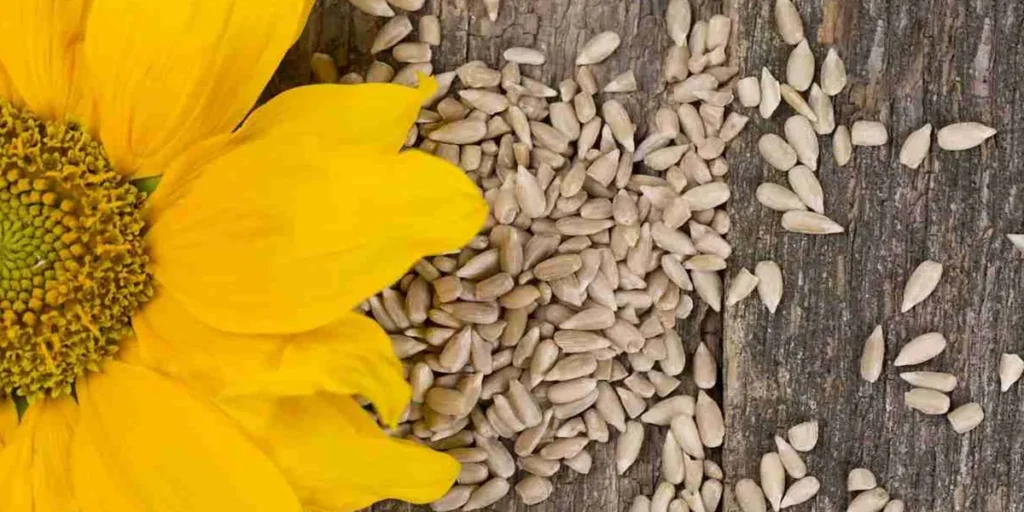 تخمه آفتابگردان برای معده